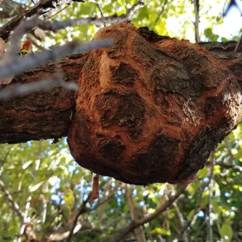Plum Gall