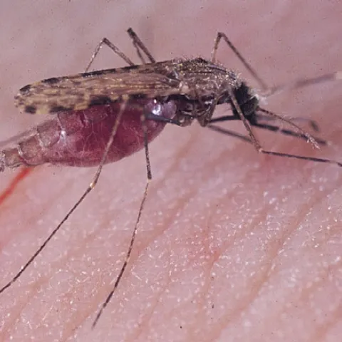 The malaria mosquito, Anopheles gambiae. Julián Hillyer, associate professor of biological sciences, Vanderbilt Institute for Infection, Immunology and Inflammation, Nashville, Tenn., will speak on the malaria mosquito at 4:10 p.m., Wednesday, Oct. 23, in 122 Briggs Hall, UC Davis. (Photo by Anthony Cornel, UC Davis)