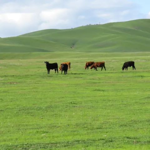 Cattle