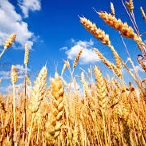 Wheat fields
