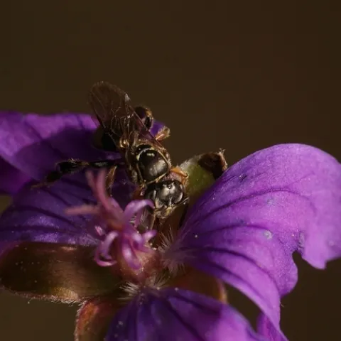 plebia selwynq
