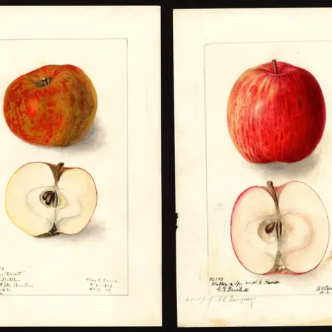 apple image 2
