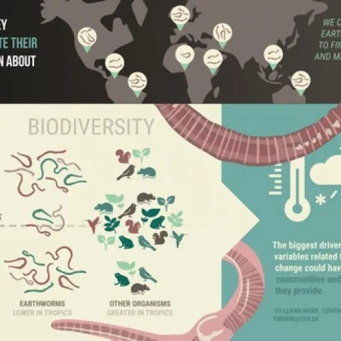 worm diversity
