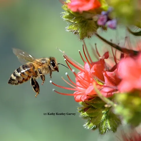 A honey bee heads for a tower of jewels, Echium wildpretii, in a pollinator garden in Vacaville, Calif. (Photo by Kathy Keatley Garvey)