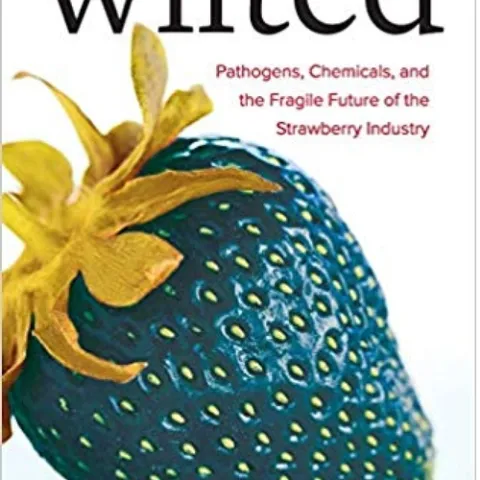 wilted