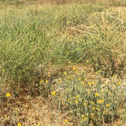 Weeds