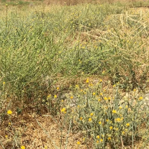 Yellow Starthistle