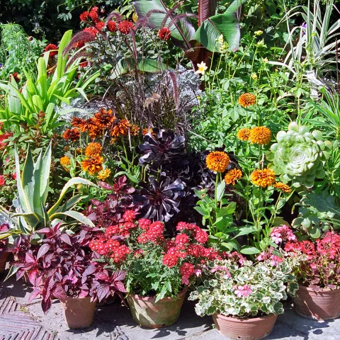 container gardening - cupertino