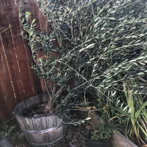 olive 2