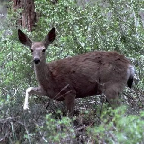 Mule deer (Credit: WP Gorenzel)