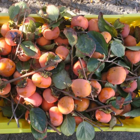 Persimmons