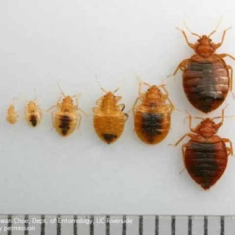 Egg, immature bed bugs, adult bed bugs. (DH Choe)