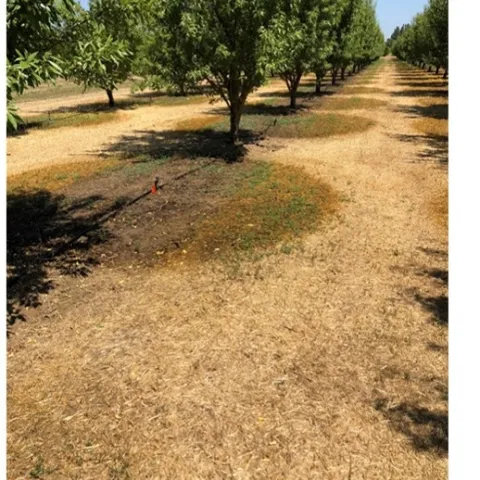 UCWeedblog fig5