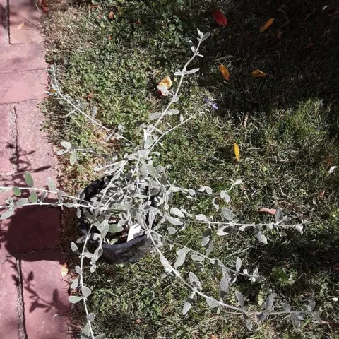 teucrium fruticans