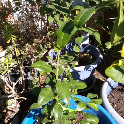 young citrus tree