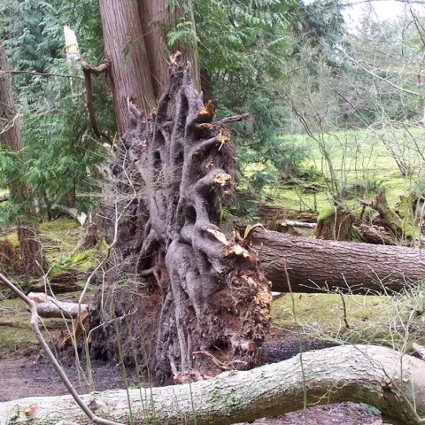 roots shallow