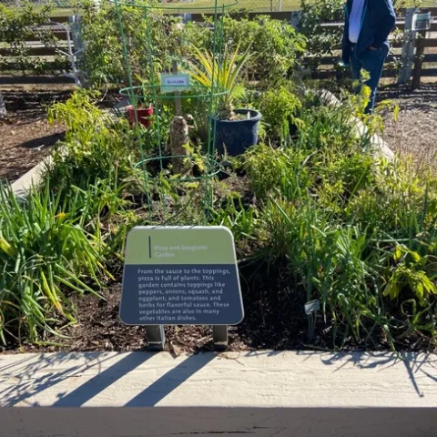 Spaghetti Garden