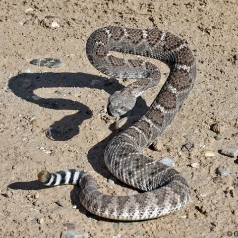 Western Diamondback