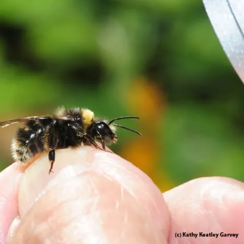 This is the Western bumble bee, Bombus occidentalis, one of four bumble bees on California's proposed endangered species list. (Photo by Kathy Keatley Garvey)