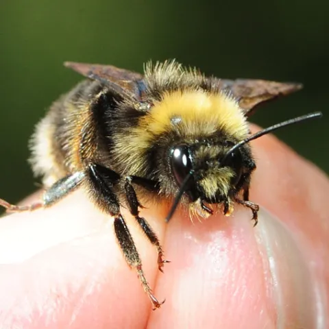 The Western bumble bee, Bombus occidentalis, is rapidly declining and is a candidate for the Endangered Species List. (Photo by Kathy Keatley Garvey)