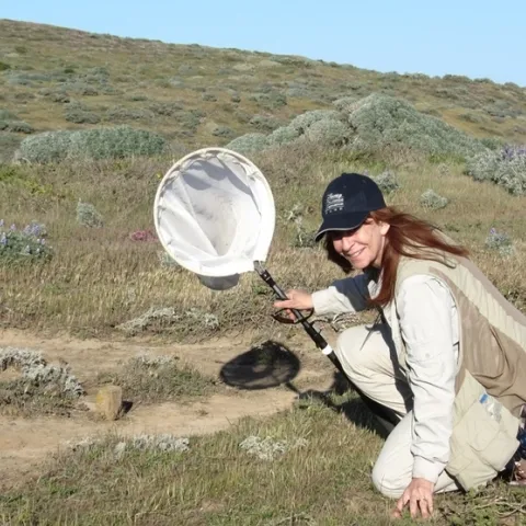 Leslie Saul-Gershenz of UC Davis will speak on "Is Insect Biodiversity, Biomass and Abundance Declining?” at the Hillside Club's Fireside Lecture Series, Berkeley, on March 2.