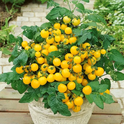 'Patio Choice' Tomato. (All America Selections)