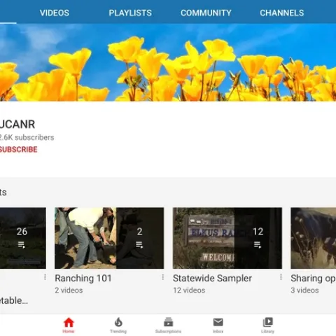 video playlist