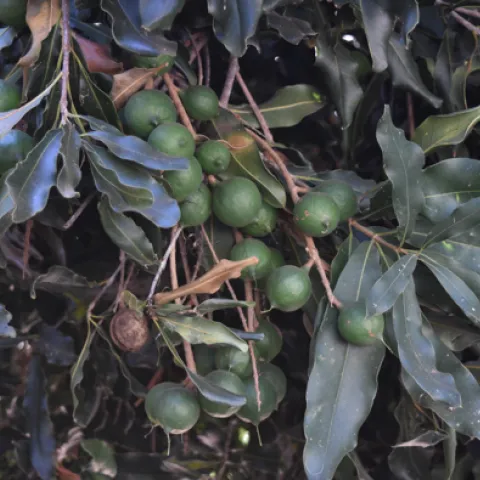 Macadamia nuts