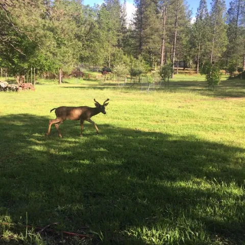 Deer by Kim Schwind