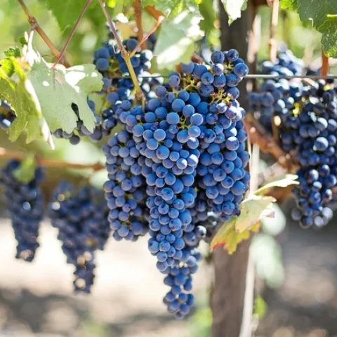 High-end wine sales will likely be hurt by restrictions in place to curb the coronavirus. (Photo: Pixabay)