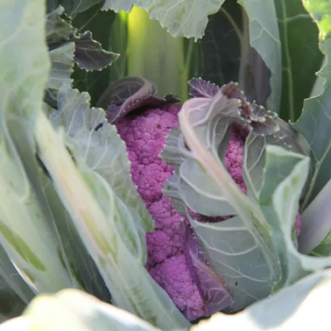 Urban Farm Produce