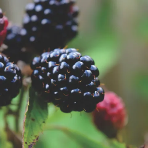 Boysenberries are ready to pick from mid June - mid August
