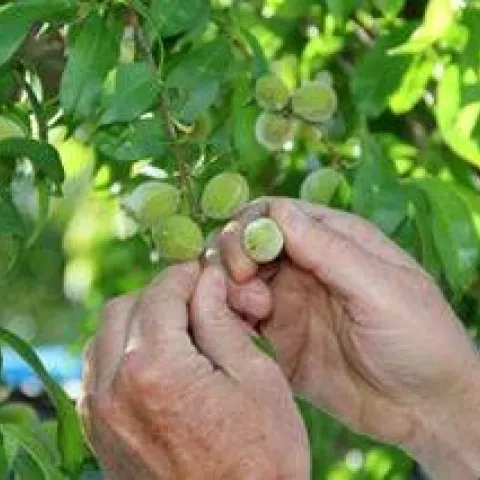 fruit thinning mick 2