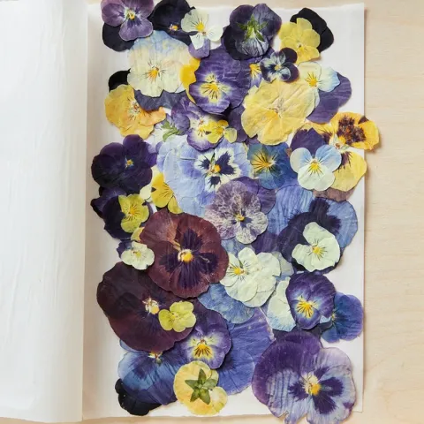 flowers pressing