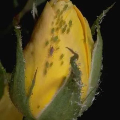 aphid