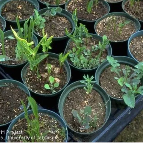 Propagation