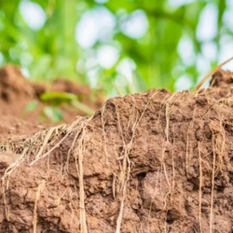 corn roots