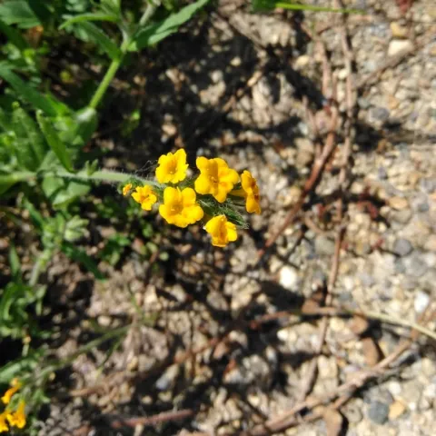 Amsinckia 3