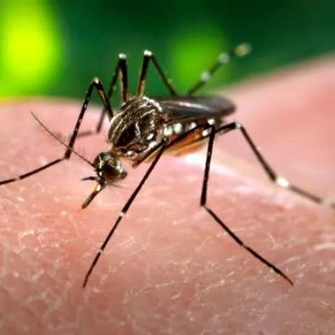 Adult <i>Aedes aegypti</i> mosquito.<br>(Credit: James Gathany, Centers for Disease Control and Prevention)