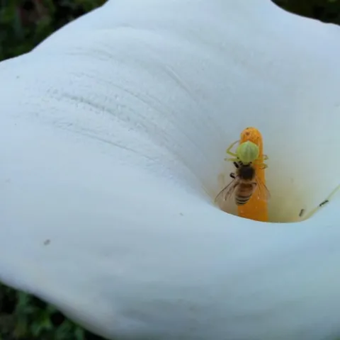 crab spider 2
