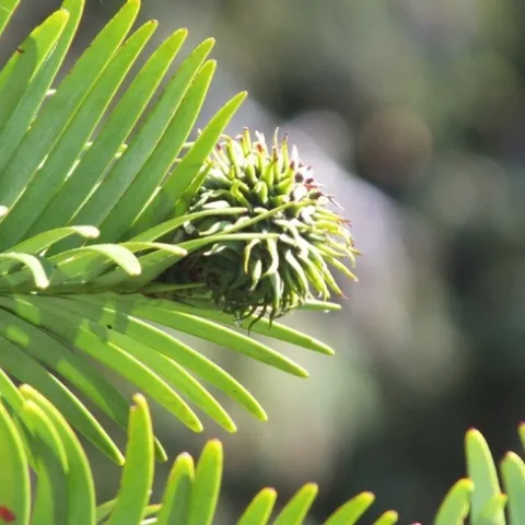 Female Cone