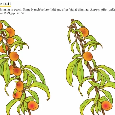 California Master Gardener Handbook Fruit Thinning 16.41