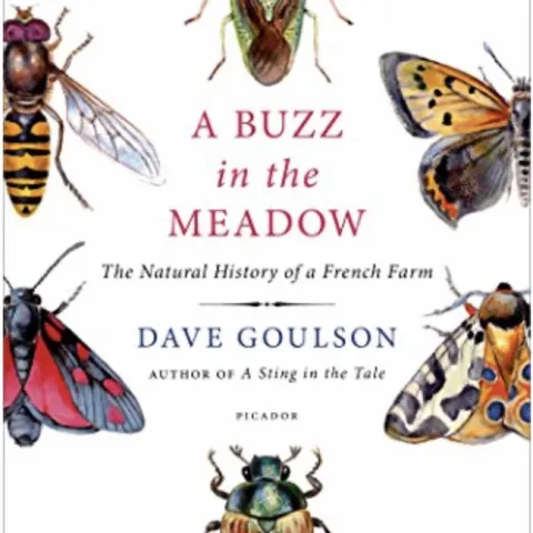 A Buzz in the Meadow