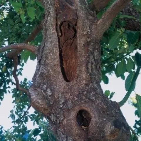 avocado tree decay