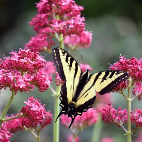 Yellow Swallowtail