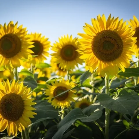 Sunflowers, (bonnie-kittle-unsplash)