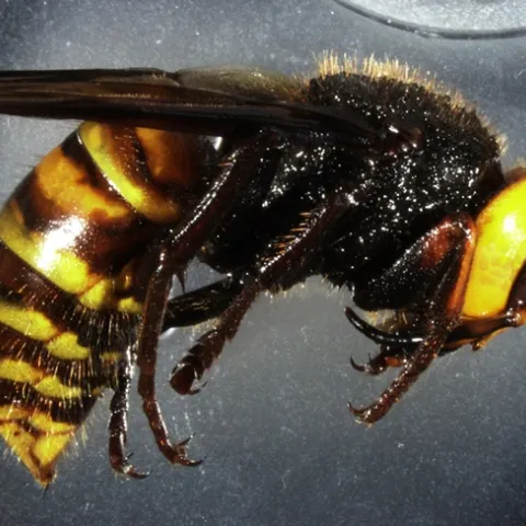 This image of an Asian giant hornet, Vespa mandarinia, is scheduled to appear in an upcoming journal article by Lynn Kimsey and colleagues Allan Smith-Pardo of the USDA and James Carpenter of the America Museum of History, New York. (Photo by Allan Smith-Pardo)