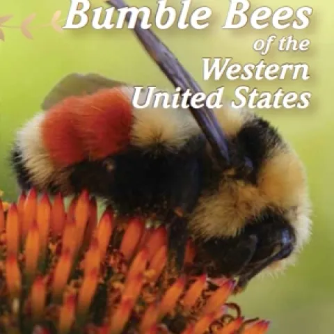 bumble bee xerxes