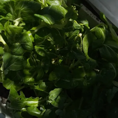 leafy greens