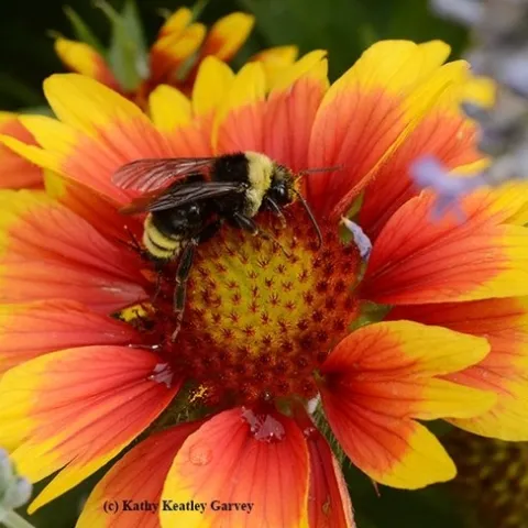 Bumble bee. (Kathy Keatley Garvey)